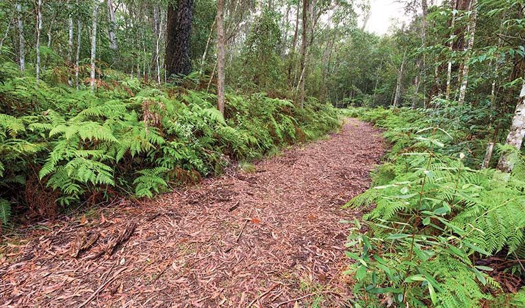 Forest walking track, Gibraltar Range National Park. Photo: Rob Cleary &copy; OEH