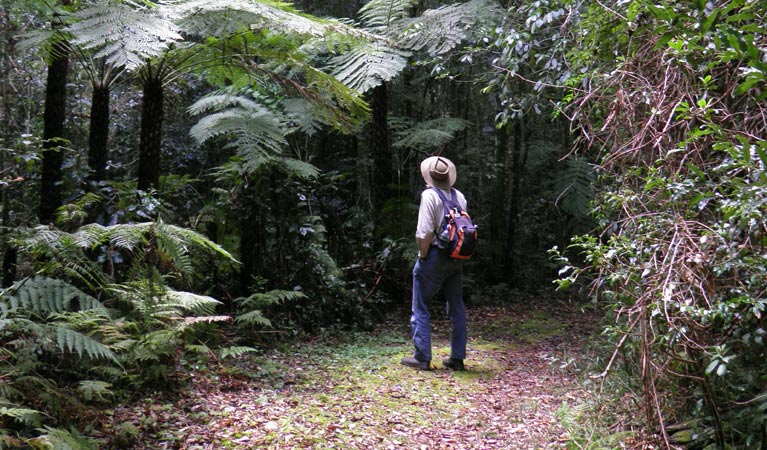 Gibraltar-Washpool World Heritage walk, Gibraltar Range National Park. Photo &copy; Koen Dijkstra