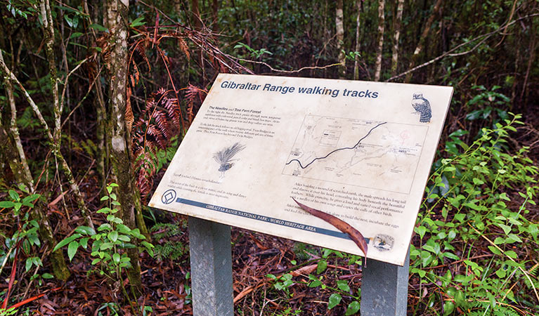 Gibraltar-Washpool World Heritage walk, Gibraltar Range National Park. Photo: Koen Dijkstra