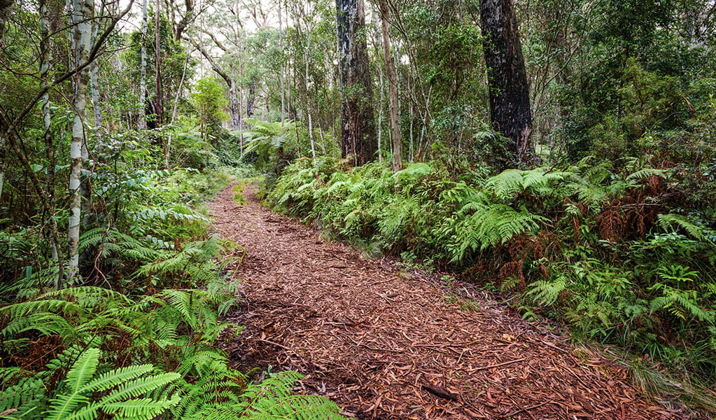 Walking track through open forest and bush in Gibraltar Range National Park. Photo credit: Rob Cleary &copy; DPIE