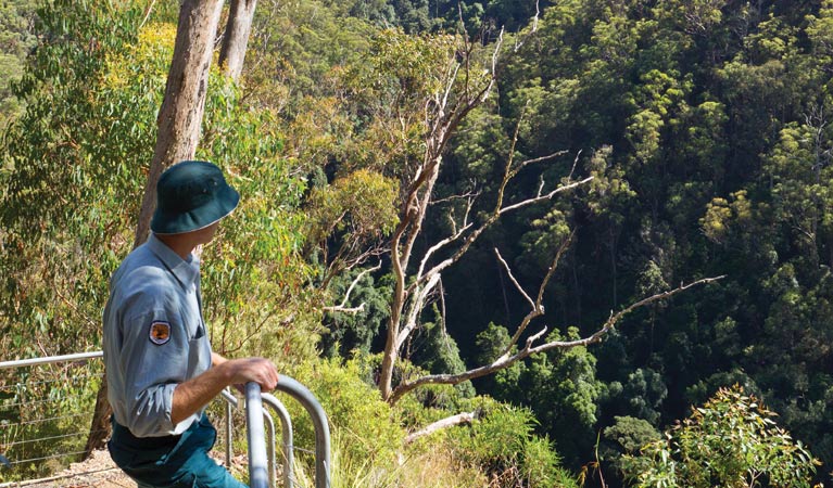 Lyrebird Falls walking track, Gibraltar Range National Park. Photo &copy; Rob Cleary