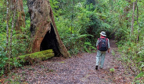 Murrumbooee Cascades walking track, Gibraltar Range National Park. Photo: Rob Cleary &copy; OEH