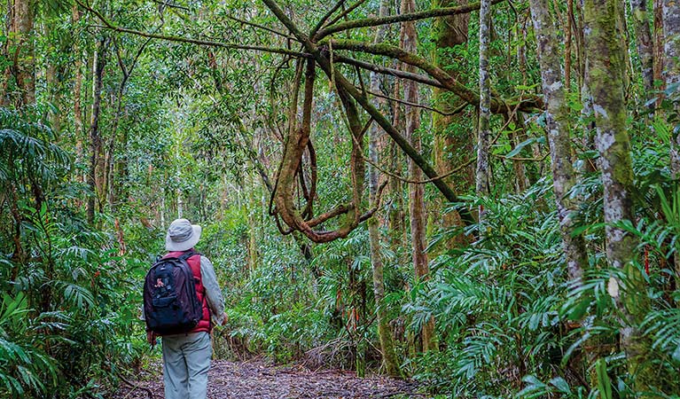 Murrumbooee Cascades walking track, Gibraltar Range National Park. Photo: Rob Cleary &copy; OEH