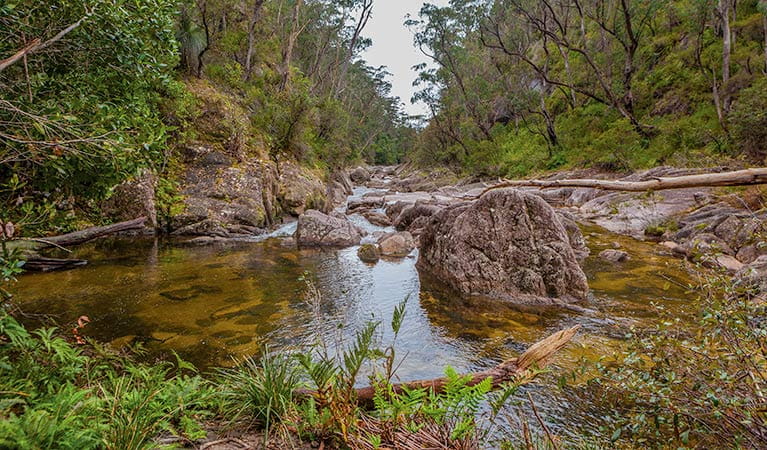 Murrumbooee Cascades walking track, Gibraltar Range National Park. Photo: Rob Cleary &copy; OEH
