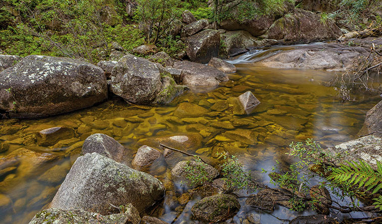 Murrumbooee Cascades walking track, Gibraltar Range National Park. Photo: Robert Cleary &copy; DPIE