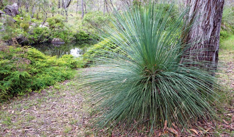 Platypus picnic area, Gibraltar Range National Park. Photo &copy; Rob Cleary