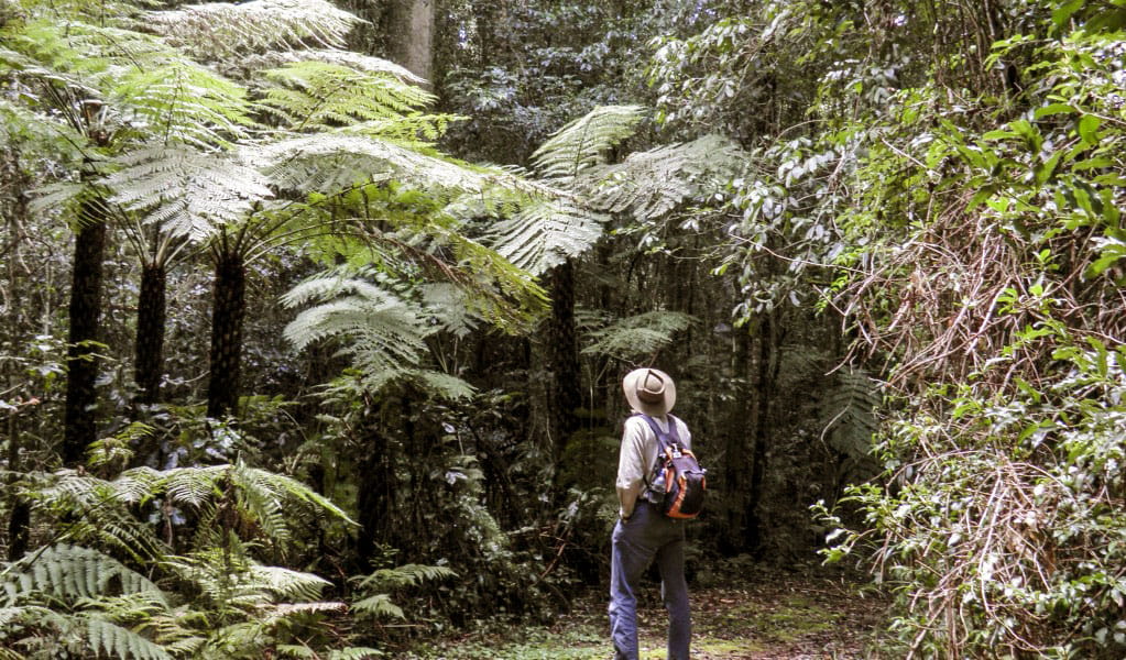 A person gazing up at the tree ferns along Tree Fern Forest walking track in Gibraltar Range National Park. Photo &copy; Koen Dijkstra