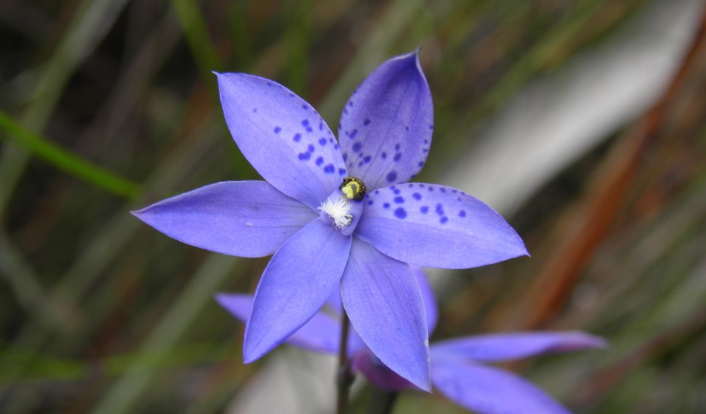 Close up of a wallum sun orchid along Tree Fern Forest walking track in Gibraltar Range National Park. Photo &copy; Koen Dijkstra