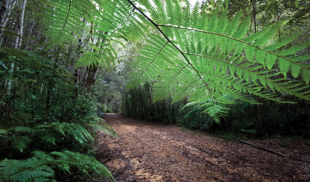 Tree ferns along Tree Fern Forest walking track in Gibraltar Range National Park. Photo: Rob Cleary &copy; DPIE