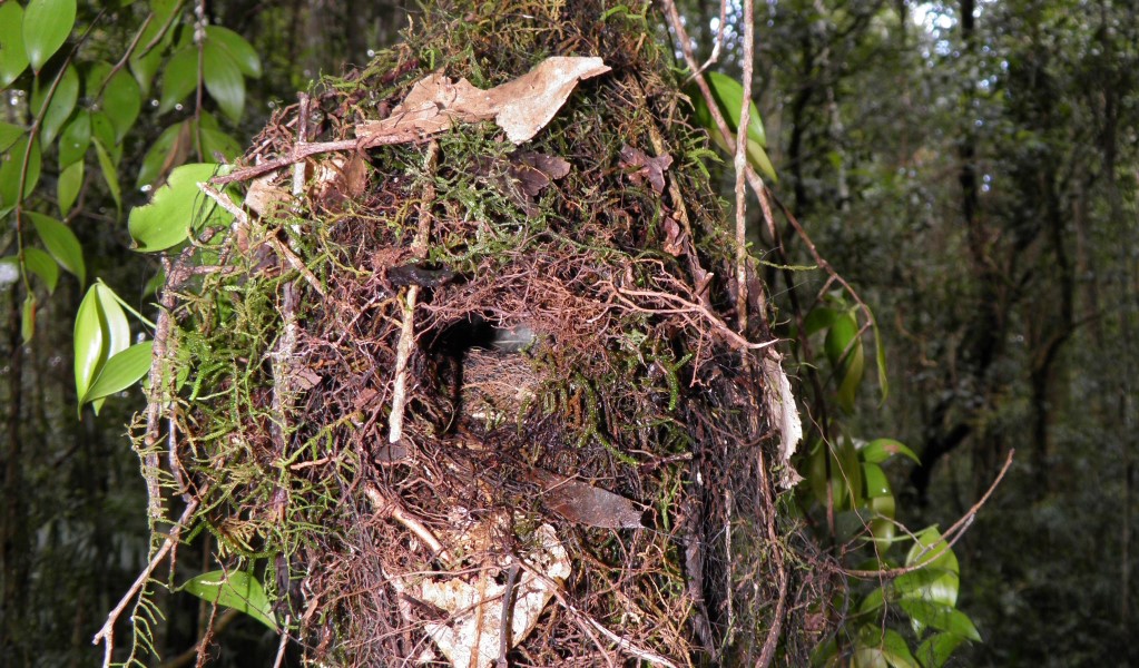 A bird nest along Tree Fern Forest walking track in Gibraltar Range National Park. Photo &copy; Koen Dijkstra