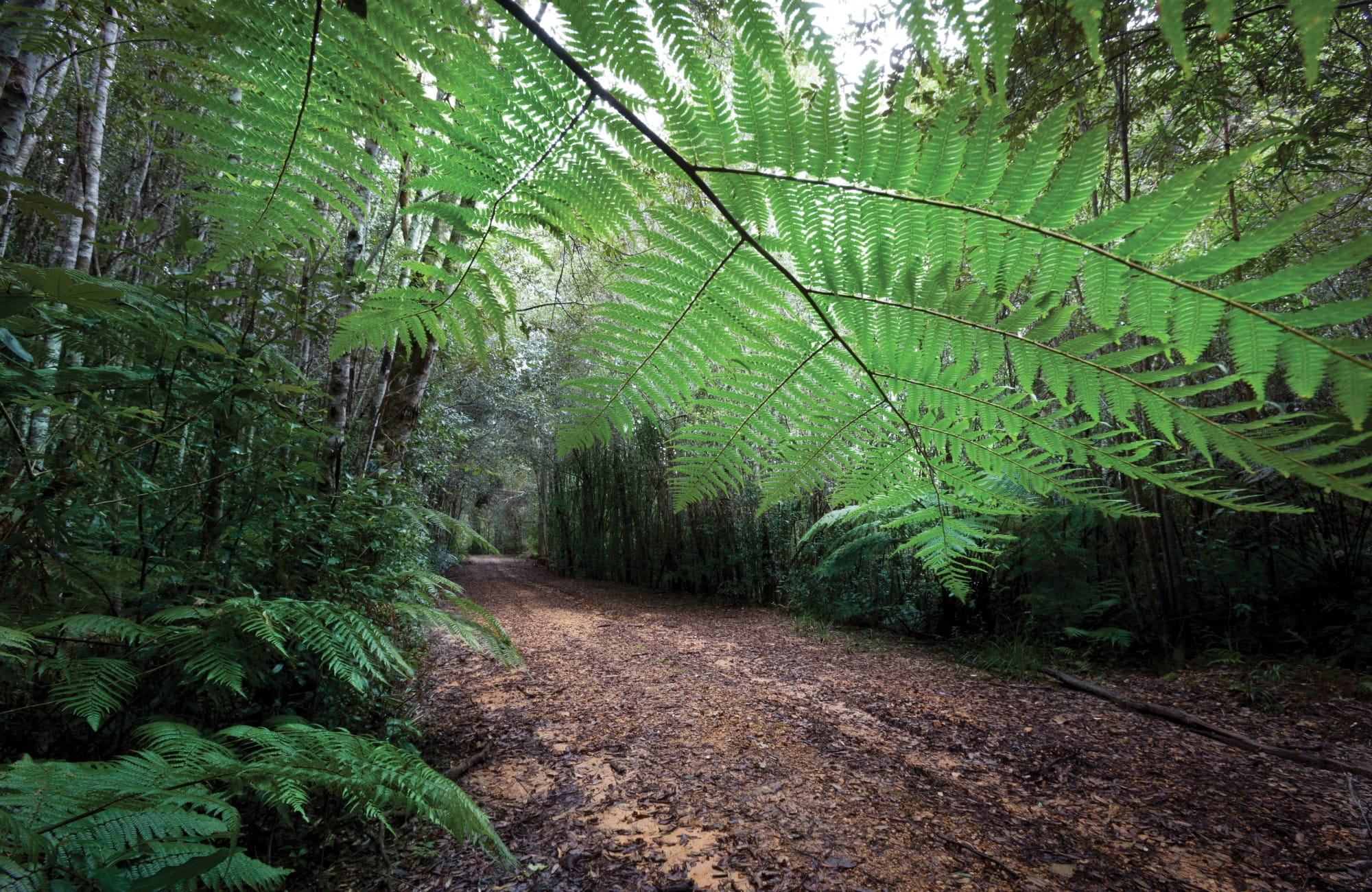 Tree ferns along Tree Fern Forest walking track in Gibraltar Range National Park. Photo: Rob Cleary &copy; DPIE
