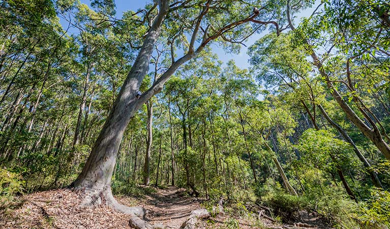 Bombala walking track, Glenrock State Conservation Area. Photo: John Spencer &copy; OEH