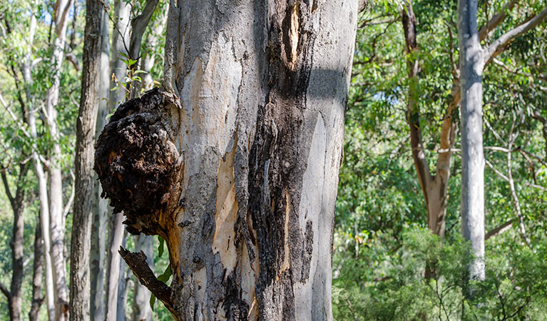 Bombala walking track, Glenrock State Conservation Area. Photo: John Spencer &copy; OEH