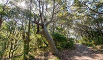 Burwood trail, Glenrock State Conservation Area. Photo: John Spencer &copy; OEH