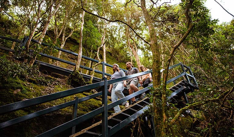3 people descend a staircase surrounded by coastal rainforest, on Yuelarbah walking track, Glenrock State Conservation Area. Photo: Jared Lyons &copy; DPE