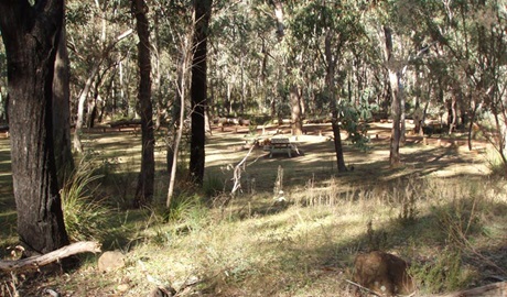 Greenbah campground, Goobang National Park. Photo: Phil Tattersall/NSW Government