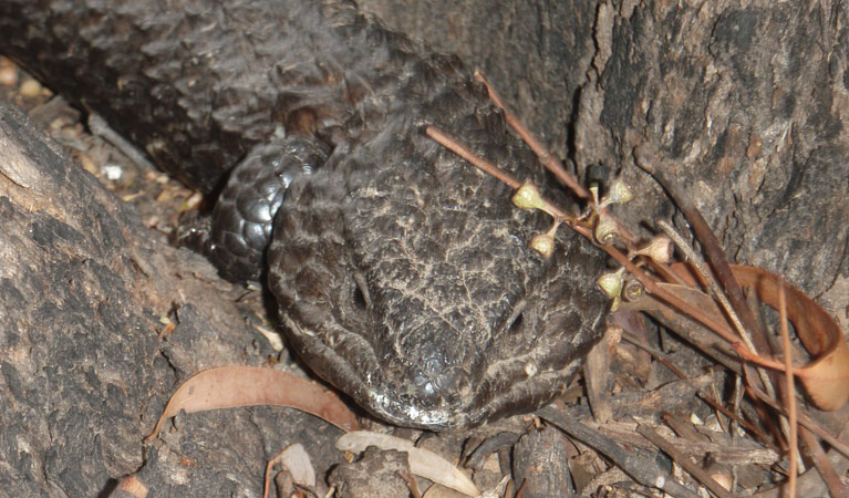 A shingleback lizard at Wanda Wandong campground, Goobang National Park. Photo: OEH