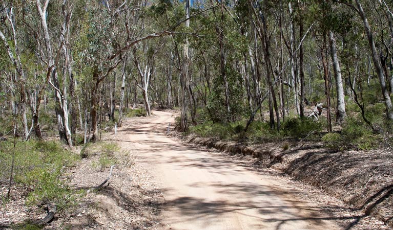 Big River track, Goulburn River National Park. Photo: Nick Cubbin