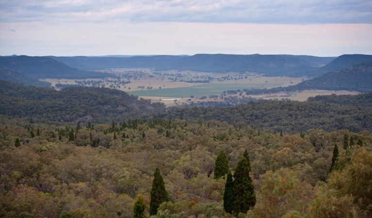 Lees Pinch lookout walking track, Goulburn River National Park. Photo: Nick Cubbin/NSW Government