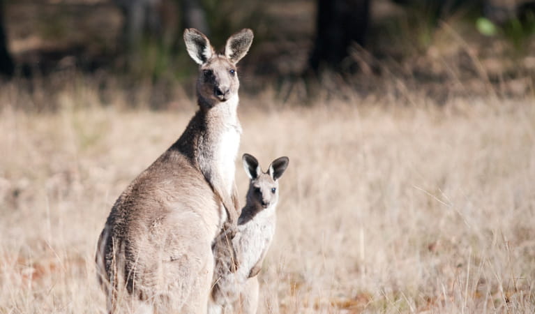 Eastern grey kangaroos, Goulburn River National Park. Photo: Nick Cubbin/NSW Government
