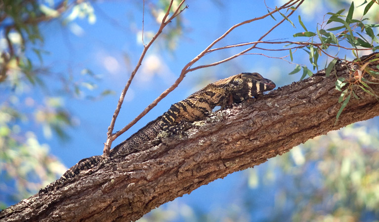 Goulburn River National Park, goanna. Photo: Nick Cubbin/NSW Government