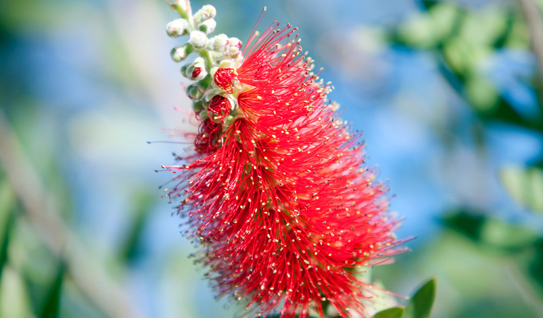 Goulburn River National Park, grevillea. Photo: Nick Cubbin/NSW Government