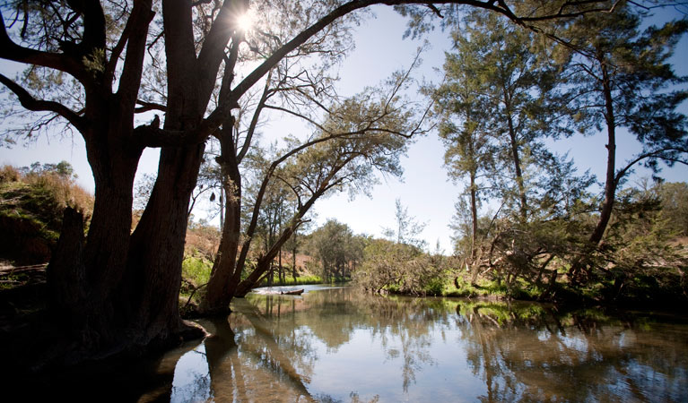 Spring Gully campground, Goulburn River National Park. Photo: Nick Cubbin/NSW Government