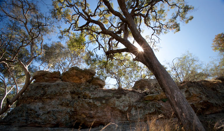 Spring Gully campground, Goulburn River National Park. Photo: Nick Cubbin/NSW Government