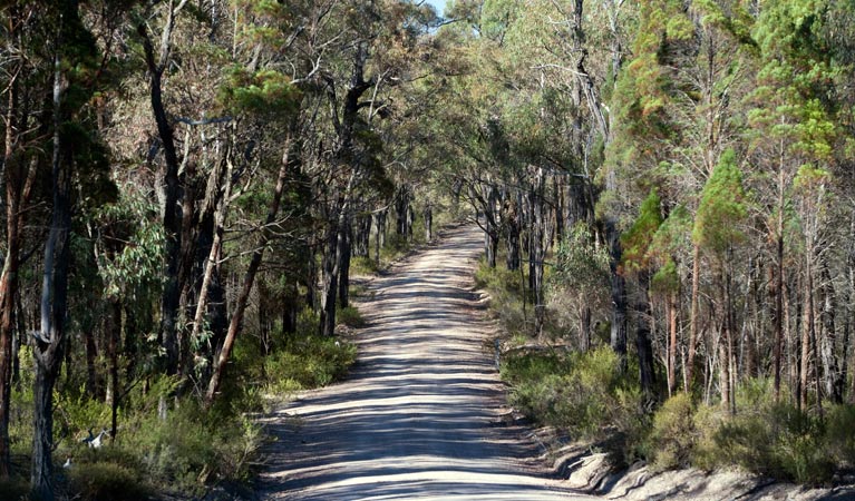 Spring Gully drive, Goulburn River National Park. Photo: Nick Cubbin