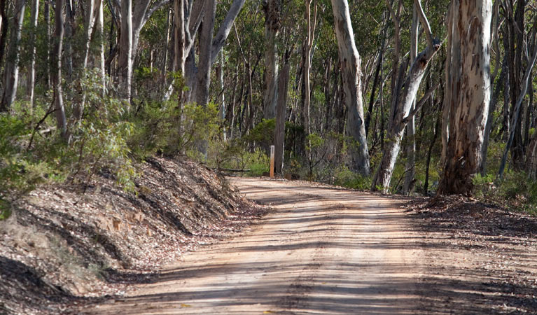 Spring Gully drive, Goulburn River National Park. Photo: Nick Cubbin