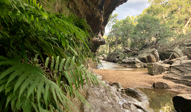 Ferns growing along the rock wall at the Drip. Photo: Natasha Webb