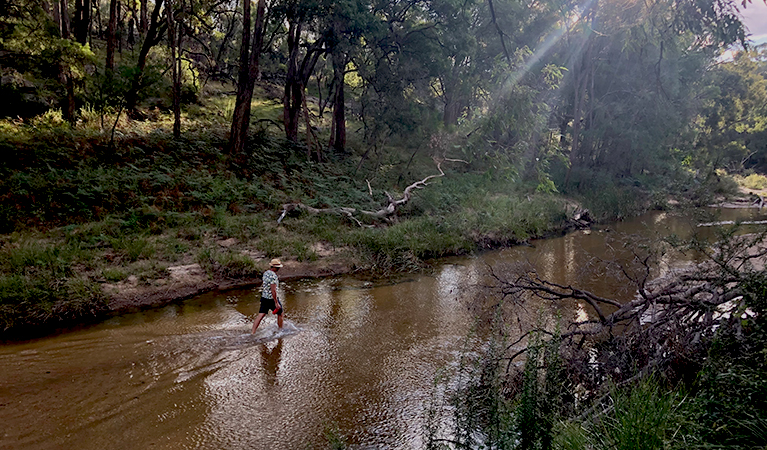 Man walking up a wide, sandy, shallow part of Goulburn River. Photo: Natasha Webb