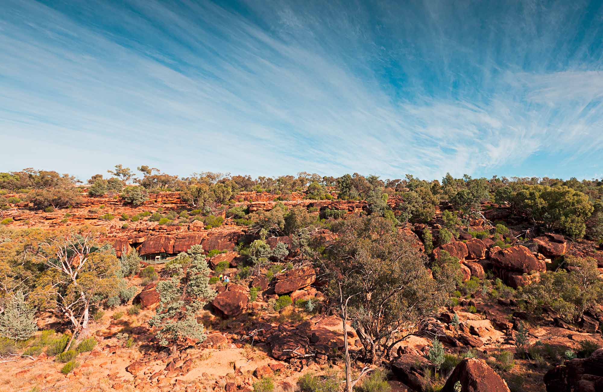 Mulga Australian native plants NSW National Parks Mulga Australian native plants NSW National Parks