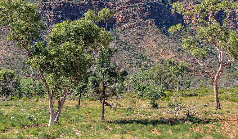 Bennetts Gorge picnic area, Gundabooka National Park. Photo: John Good