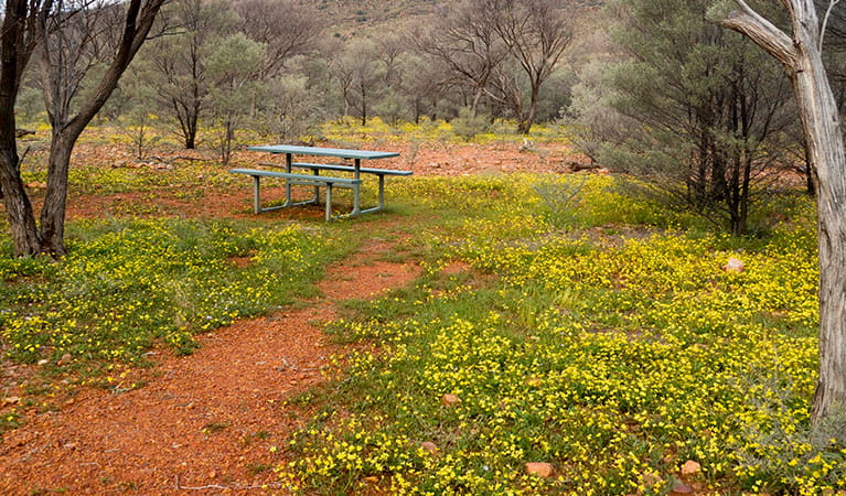 Picnic table set in a bushland clearing blanketed with yellow wildflowers. Photo credit: Leah Pippos &copy; DPIE