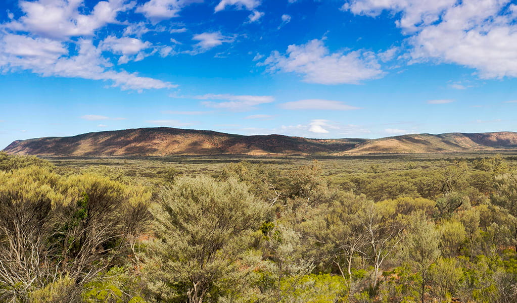 Panoramic view of bushland and Gunderbooka Range under a blue sky. Photo credit: Leah Pippos &copy; DPIE