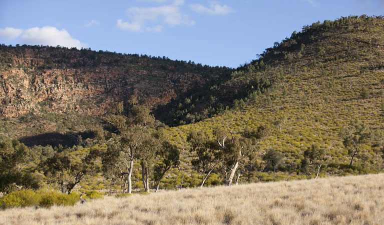 Little Mountain walking track, Gundabooka National Park. Photo: David Finnegan