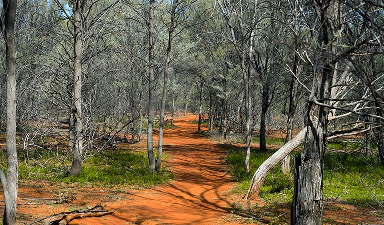 Path of red soil through dry woodland in Gundabooka National Park. Photo credit: Leah Pippos &copy; DPIE