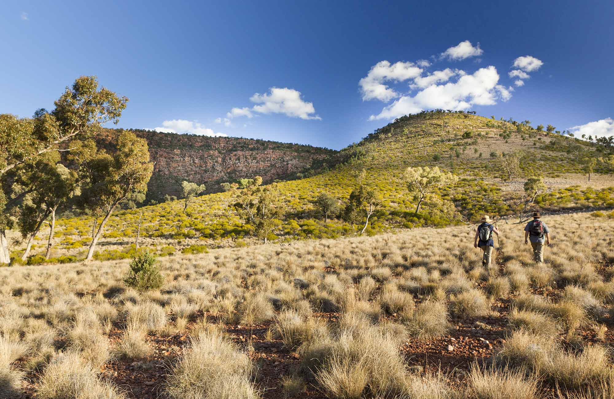 Little Mountain walking track NSW National Parks