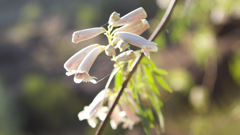 Flora, Gundabooka National Park. Photo: David Finnegan &copy; DPIE