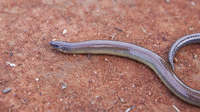 Lizard against the red earth. Photo: David Finnegan &copy; DPIE