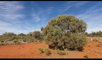 Native tree, Gundabooka National Park. Photo: David Finnegan