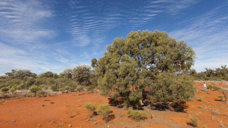 Native tree, Gundabooka National Park. Photo: David Finnegan