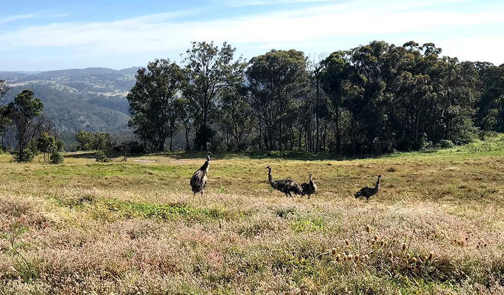 Birds in the Tugalong area, Guula Ngurra National Park. Photo: Jennie Wiles &copy; Jennie Wiles