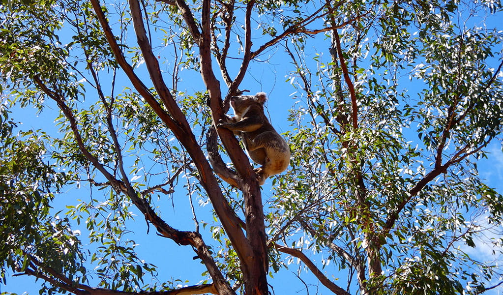 Koala up a tree, Guula Ngurra National Park. Photo: Gareth Pickford &copy; DPE