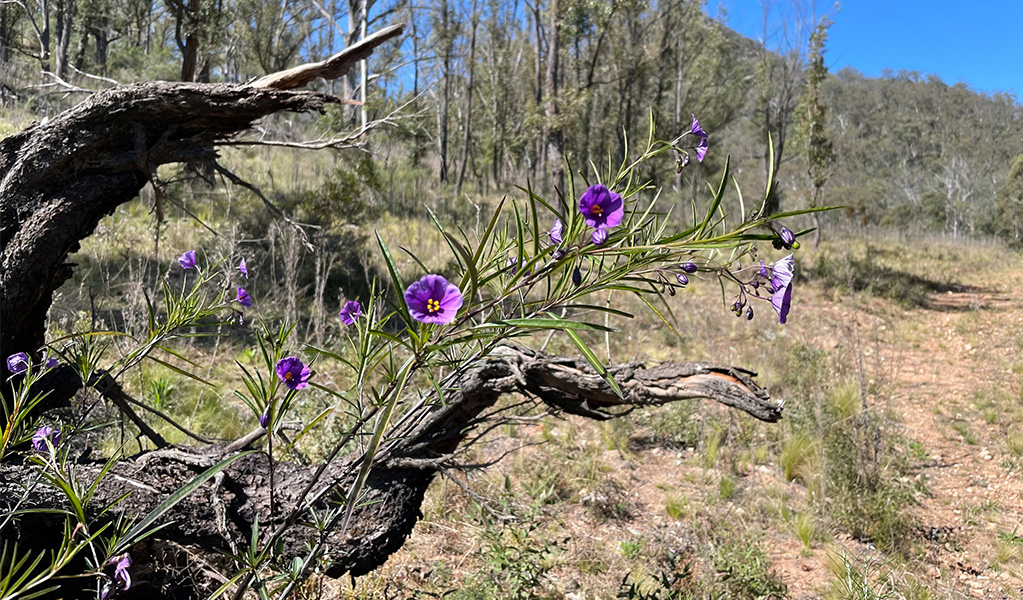 Wollondilly River walking track in Little Forest West Area, Guula Ngurra National Park. Photo credit: Andrew Boleyn &copy; DPIE