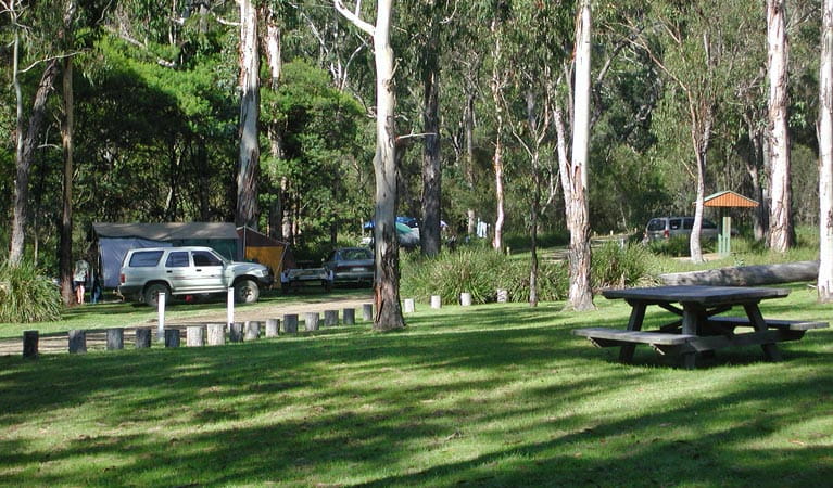 Chaelundi Campground, Guy Fawkes River National Park. Photo: Barbara Webster/NSW Government