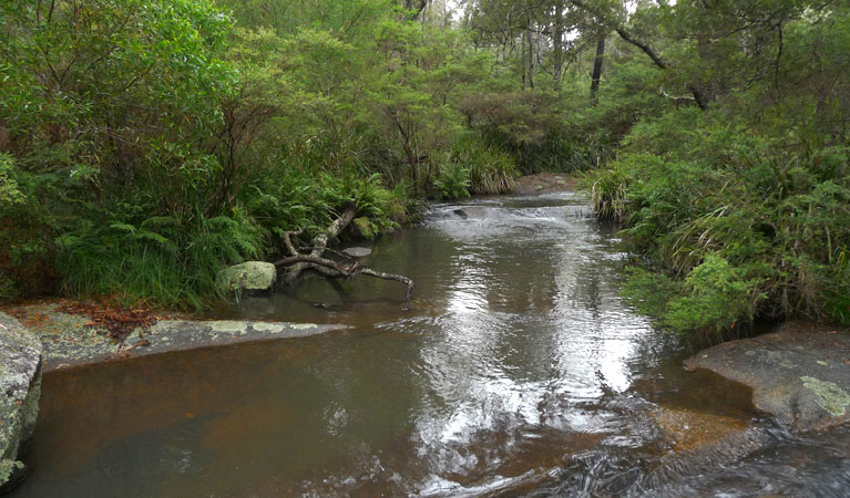 Chaelundi Campground, Guy Fawkes River National Park. Photo: NSW Government