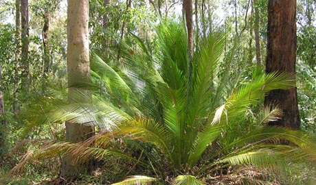 Macrozamia, Dalmorton Campground, Guy Fawkes River State Conservation Area. Photo: S Leathers/NSW Government