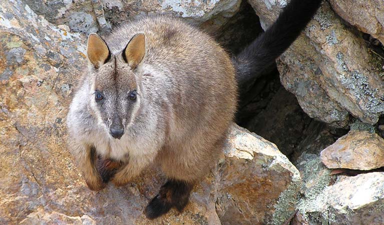 Rock Wallaby , Escarpment Walk, Guy Fawkes River National Park. Photo: S Leathers/NSW Government